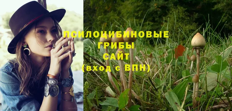 Псилоцибиновые грибы Psilocybe  Нолинск 